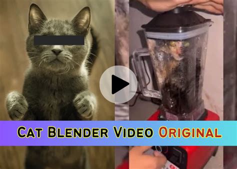 cat in blender twitter full video|I watched the cat blender video out of curiosity and now i can